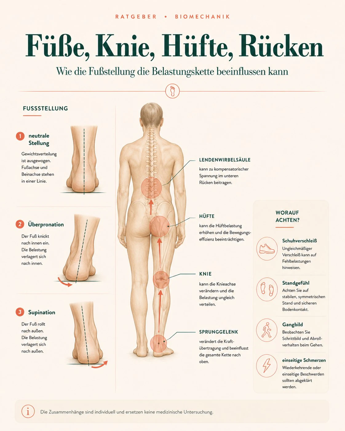 Infografik zur Belastungskette von Fuß, Knie, Hüfte und Rücken